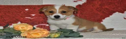Welsh Corgi Pembroke dogs for sale: Juliet - Ad 6