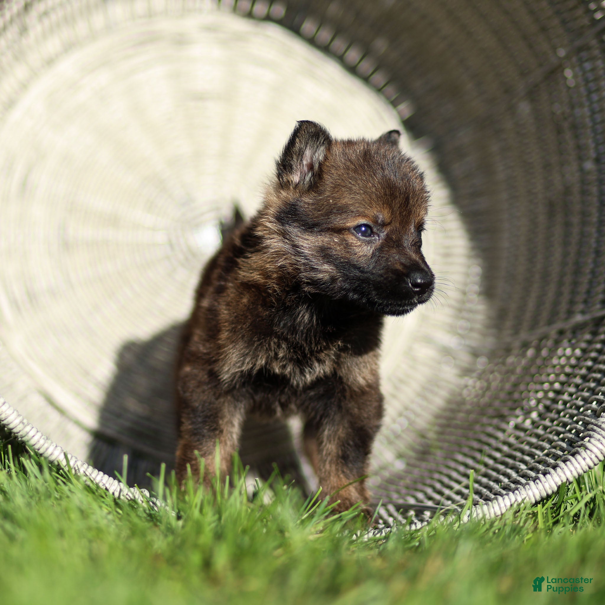German Shepherd dogs Fia German Shepherd  - Ad 1