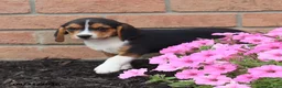 Beagle dogs for sale: Roscoe - Ad 6