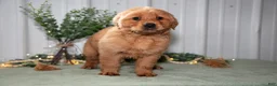 Golden Retriever dogs for sale: Heidi - Ad 2