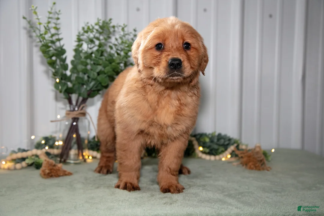 Golden Retriever dogs for sale: Heidi - Ad 2