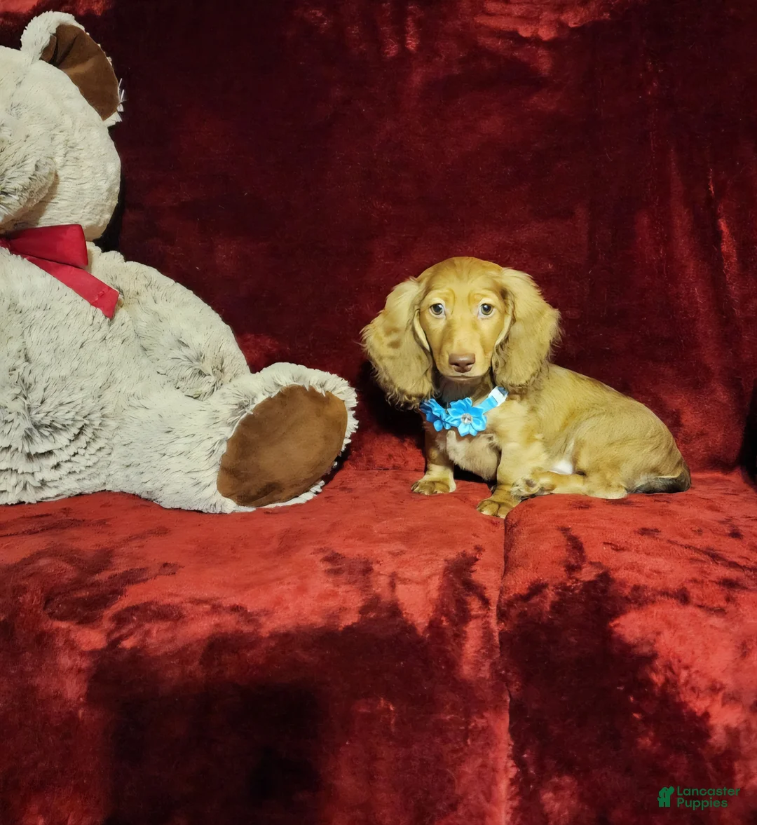 Miniature Dachshund dogs for sale: SAWYER  - Ad 10