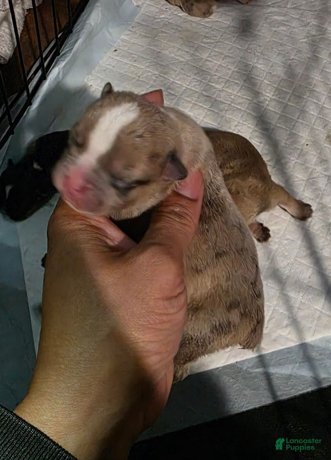 French Bulldog dogs French Bulldog Puppy 1 fawn merle - Ad 28