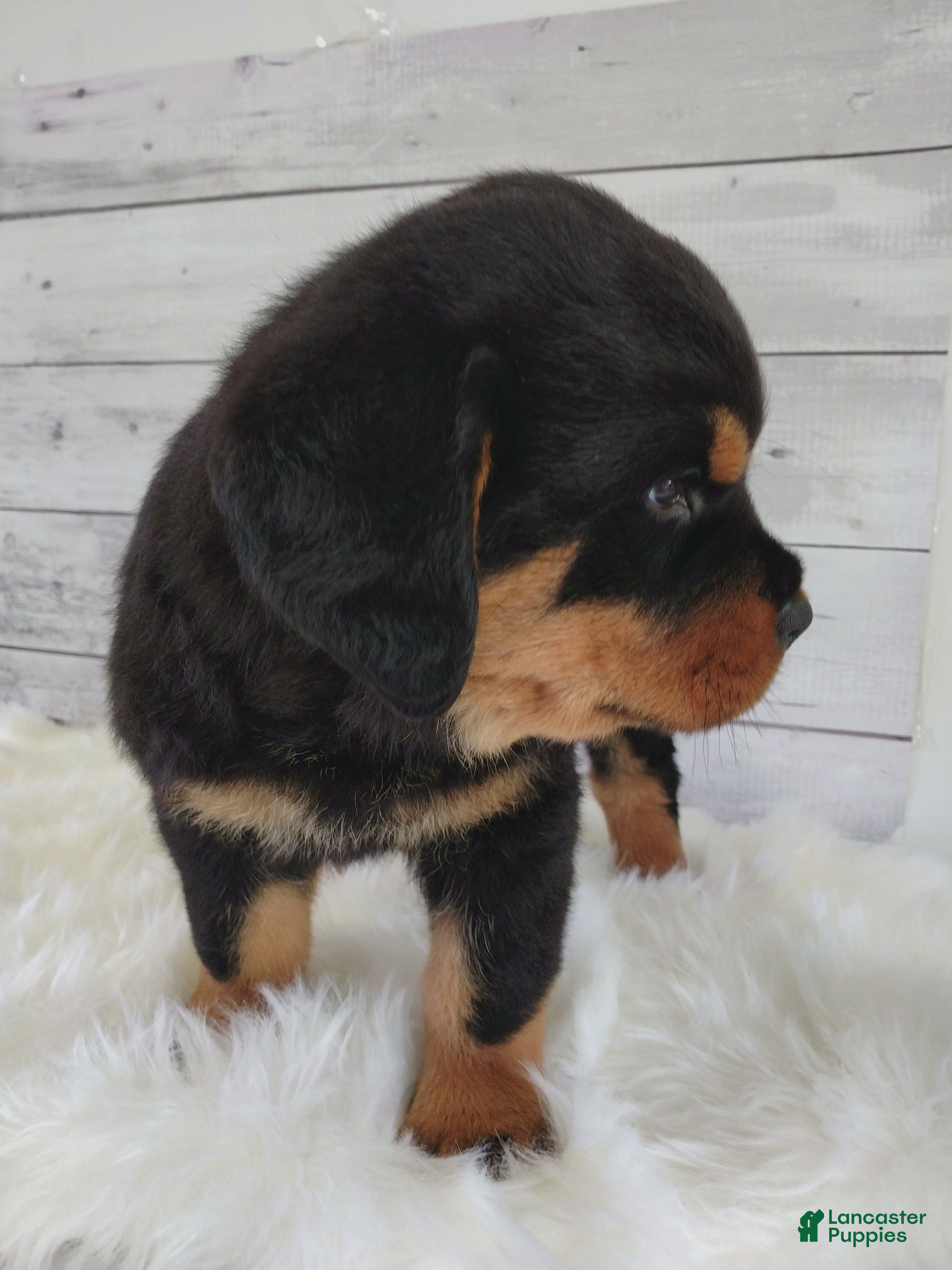 Rottweiler dogs Rosco - Ad 2