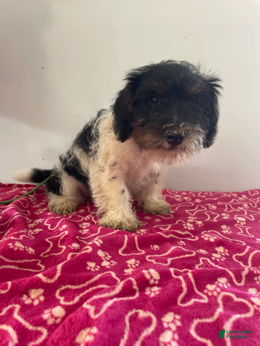 Jackapoo dogs for sale: Jack - Ad 3