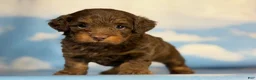 Doxiepoo dogs for sale: Hershey kiss  - Ad 5