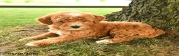 Mini Goldendoodle dogs for sale: Flynn - Ad 3