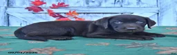 Labrador Retriever dogs for sale: Boomer - Ad 5