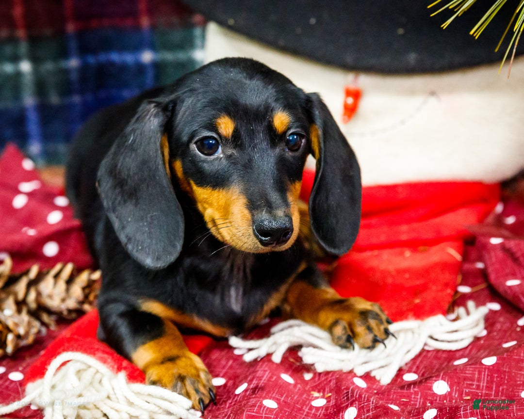 Miniature Dachshund dogs for sale: Roger - Ad 2