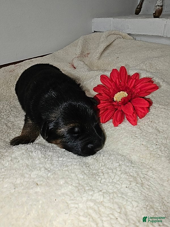 German Shepherd dogs for sale: Molly - Ad 1
