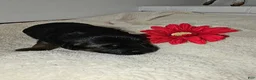 German Shepherd dogs for sale: Molly - Ad 1