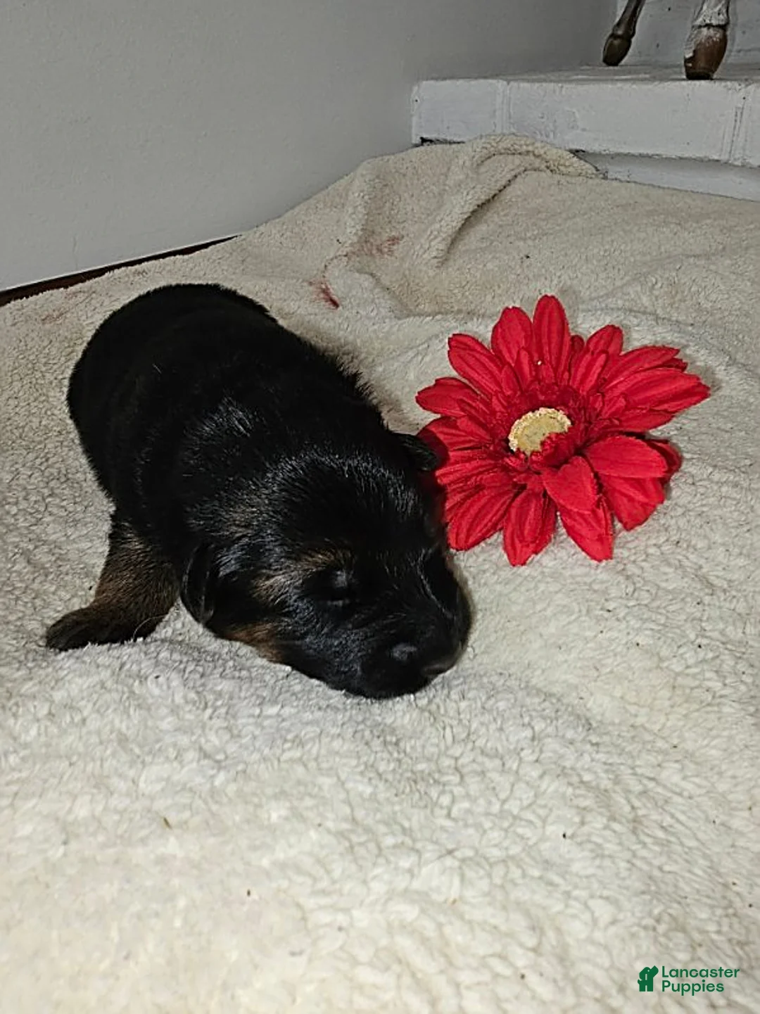 German Shepherd dogs for sale: Molly - Ad 1