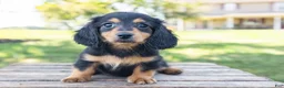 Miniature Dachshund dogs for sale: Tootsie - Ad 11