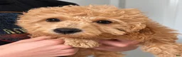 Miniature Labradoodle dogs for sale: Dolly - Ad 5