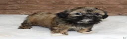 Shih Tzu dogs for sale: Bailey - Ad 2