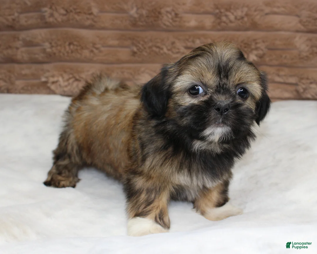 Shih Tzu dogs for sale: Bailey - Ad 2