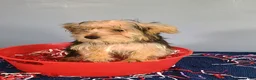 Yorkshire Terrier dogs for sale: Yorkshire Terrier 3 - Ad 6