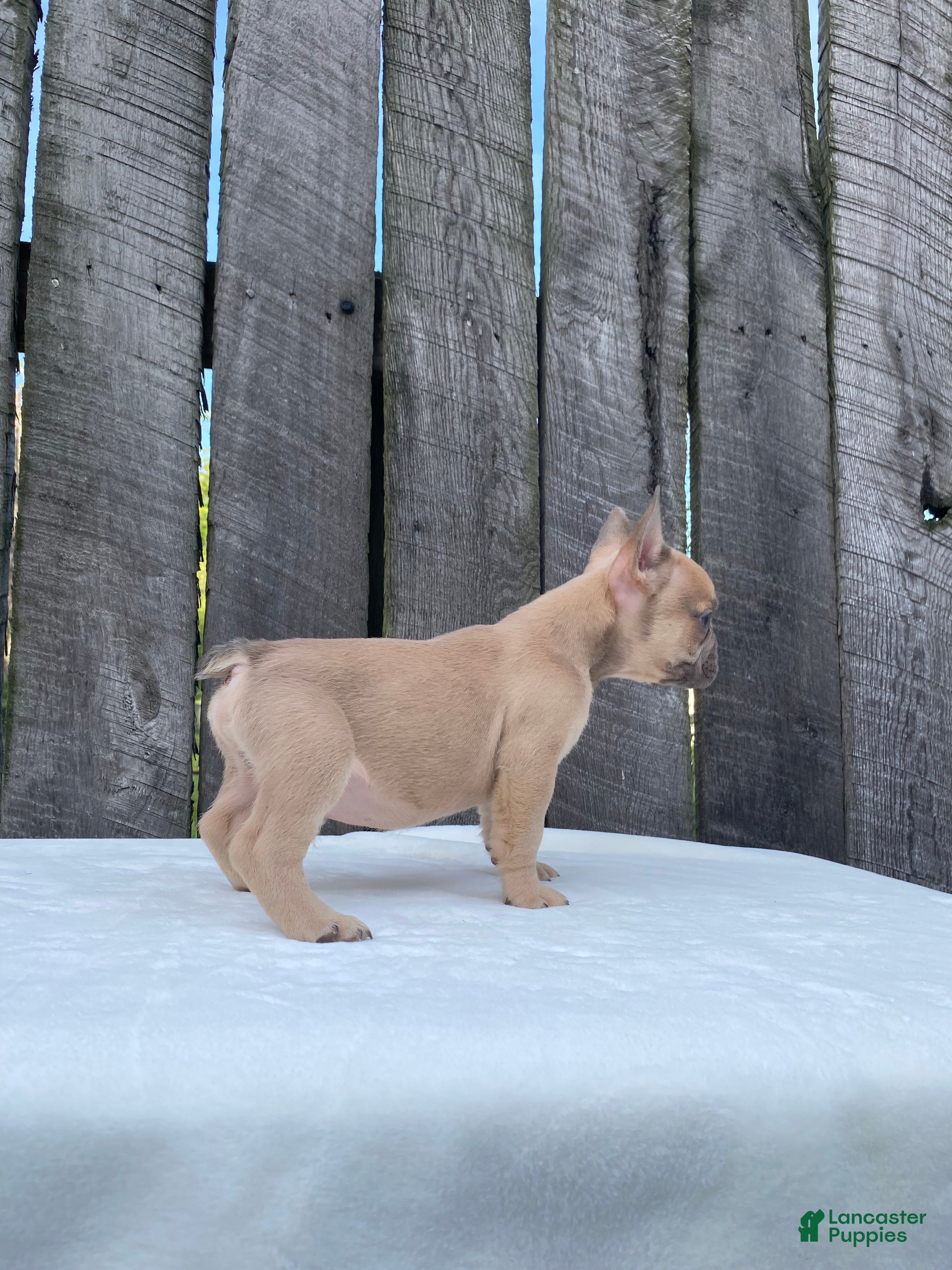 French Bulldog dogs Baxter - Ad 2