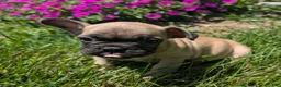 French Bulldog dogs for sale: French Bread - Ad 4