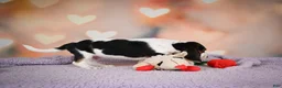 Beagle dogs for sale: OTIS - Ad 6