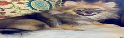 Pomeranian dogs for sale: Pomeranian Puppy Ruby - Ad 8