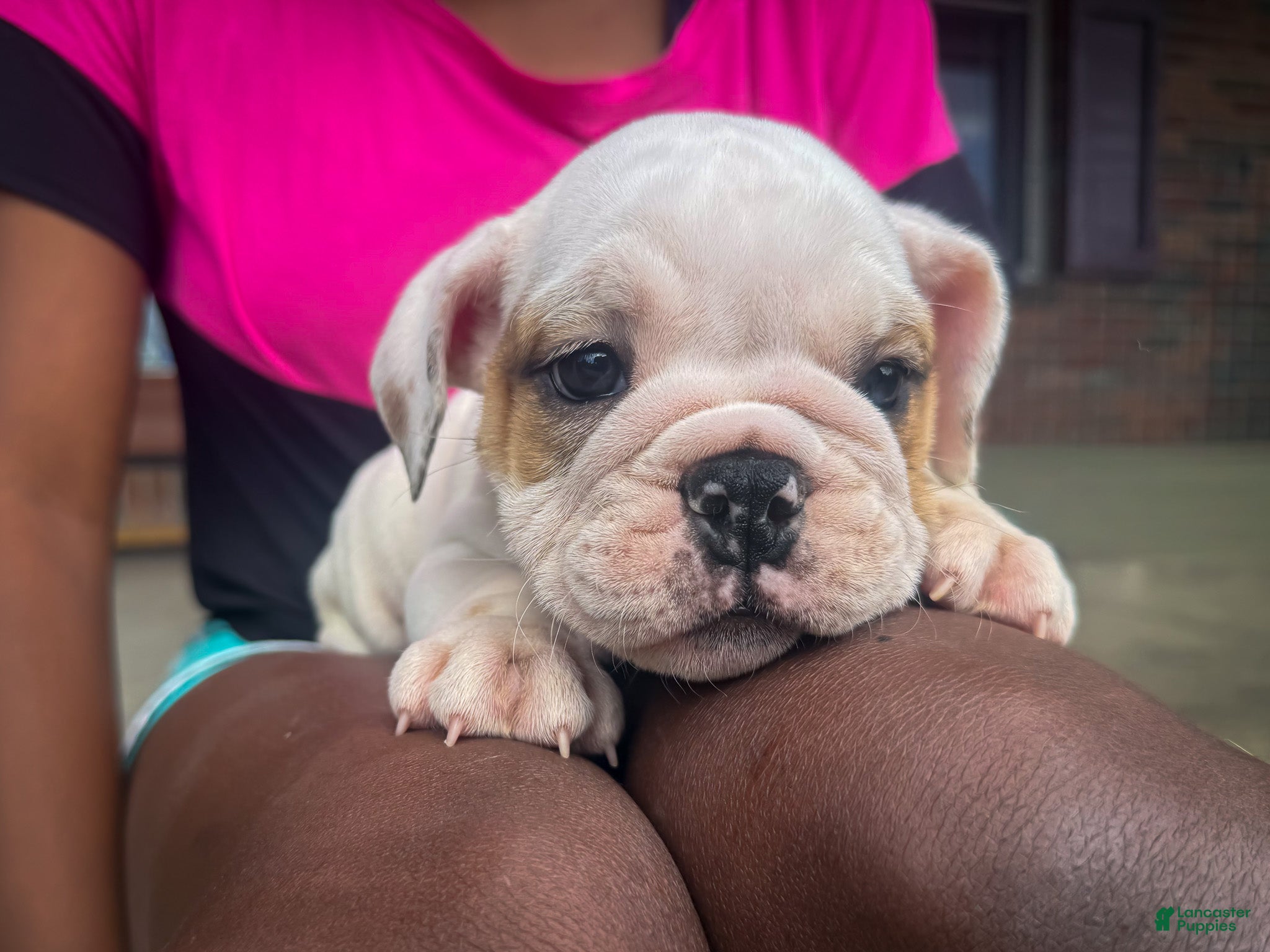 English Bulldog dogs Oliver - Ad 1