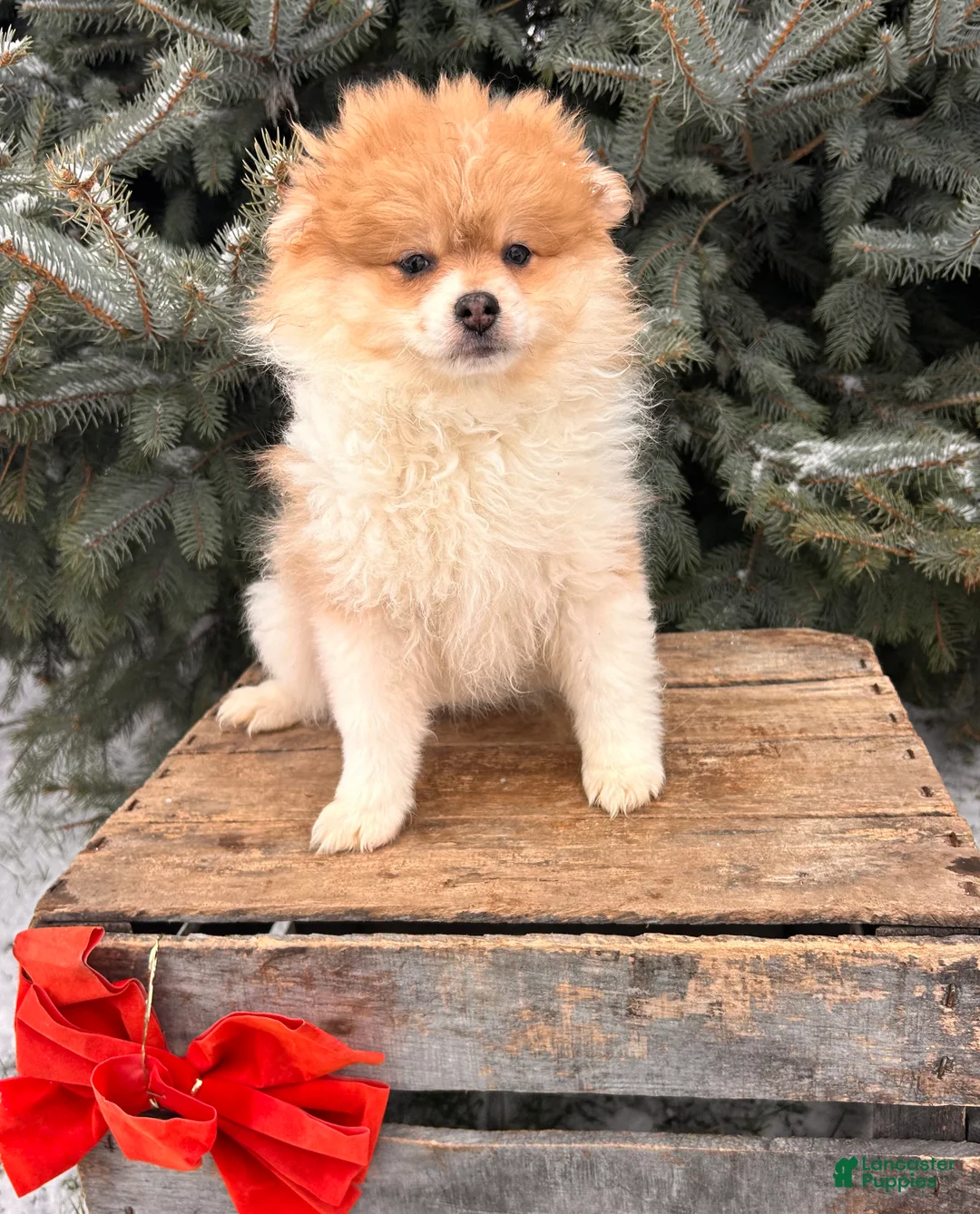 Pomeranian dogs for sale: Anna - Ad 5