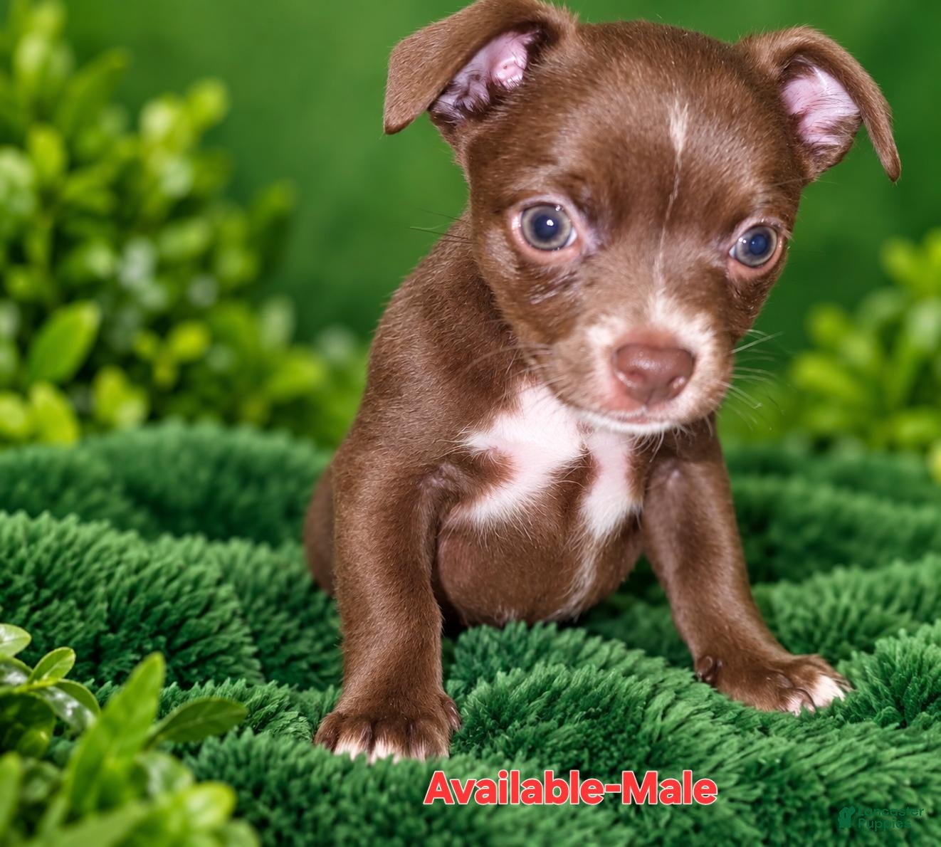 Chihuahua dogs Midnight-Chocolate  - Ad 2