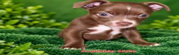 Chihuahua dogs for sale: Midnight-Chocolate  - Ad 12