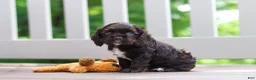 Cocker Spaniel dogs for sale: Ollie - Ad 4