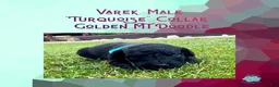 Mixed Breed dogs for sale: ⭐ Varek — Turquoise Collar • Male • Golden Mt Doodle - Ad 3