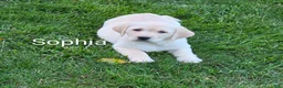 Labrador Retriever dogs for sale: Labrador Retriever Sophia - Ad 2