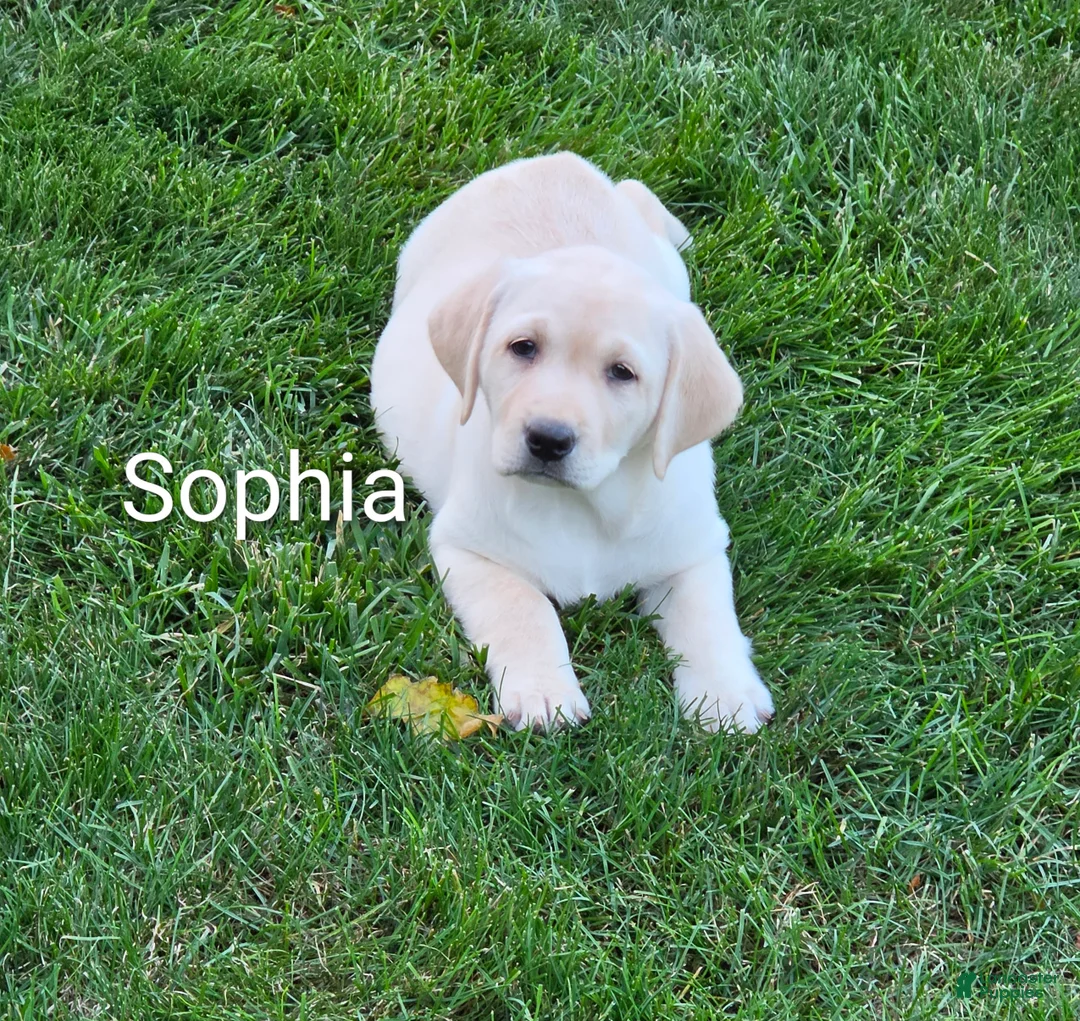 Labrador Retriever dogs for sale: Labrador Retriever Sophia - Ad 2