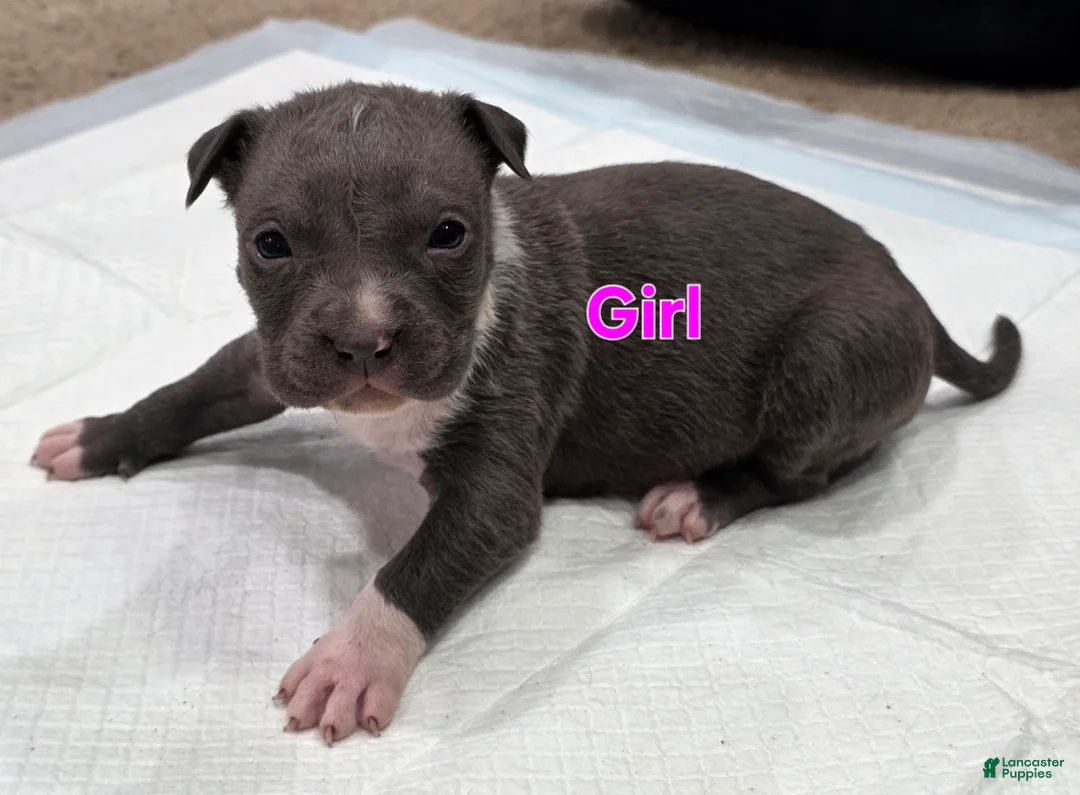 American Staffordshire Terrier dogs for sale: American Staffordshire Terrier Puppy 6 - Ad 4