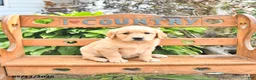 Golden Retriever dogs for sale: Blessing - Ad 3