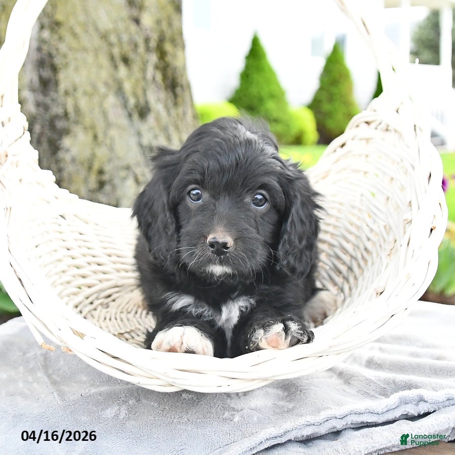 Cavapoo dogs Melody - Ad 2