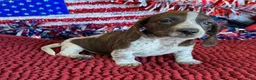 Dachshund dogs for sale: Tonka - Ad 3