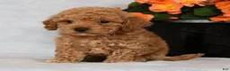 Bichpoo dogs for sale: Garrett - Ad 6