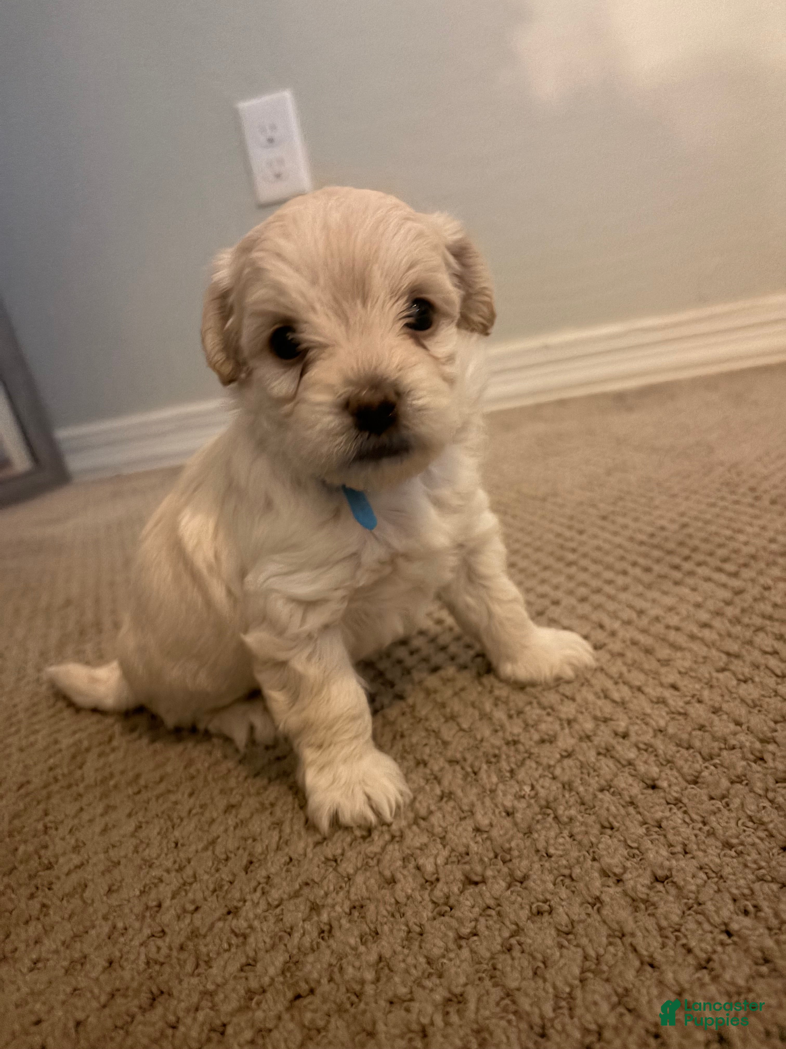 Maltipoo dogs Berry - Ad 4
