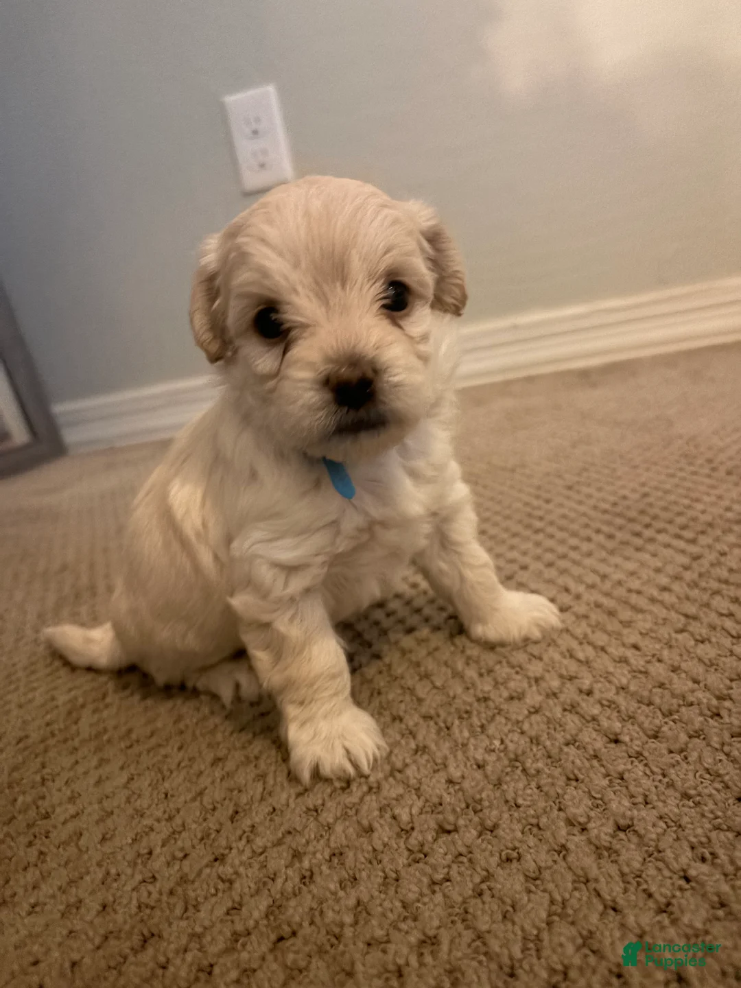 Maltipoo dogs for sale: Berry - Ad 1