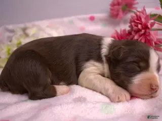 Miniature Australian Shepherd dogs Red tri female 3 - Ad 1
