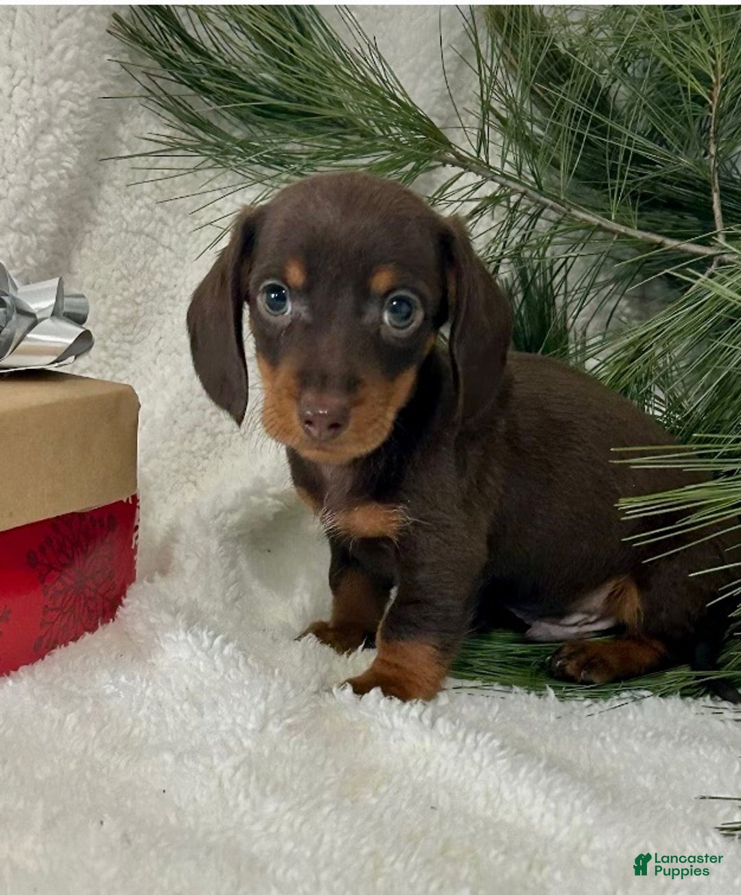 Miniature Dachshund dogs for sale: Jasper - Ad 5