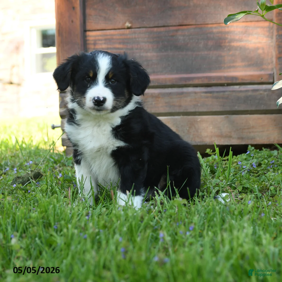 Australian Shepherd dogs for sale: Chrysanthemum - Ad 1