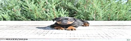 Doberman Pinscher dogs for sale: Otto - Ad 3