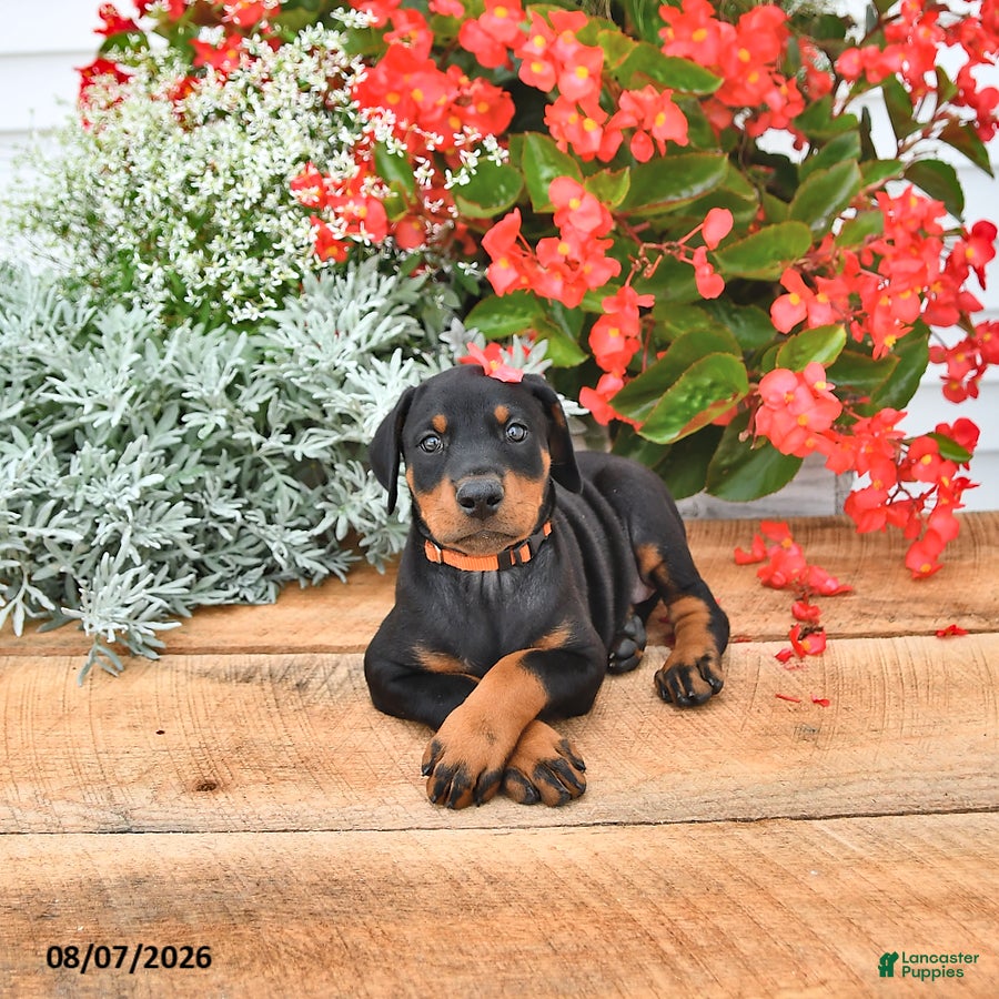 Doberman Pinscher dogs Athena - Ad 2