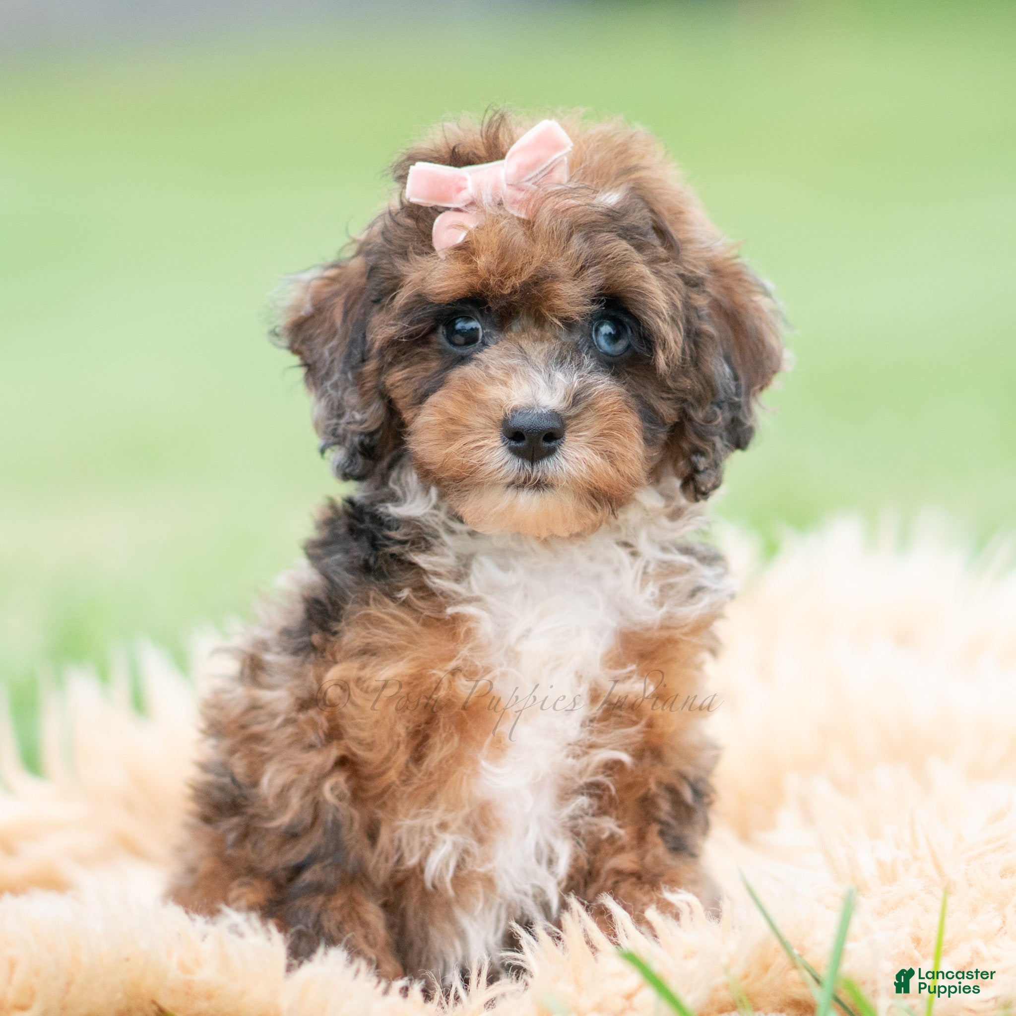 Toy Poodle dogs Star - Ad 13