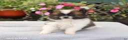 Pomeranian dogs for sale: Muffin - Ad 5