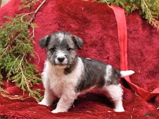 Mixed Breed dogs Patch - Ad 2