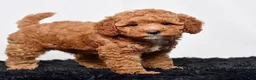 Mini Goldendoodle dogs for sale: Mr. Sarge - Ad 5