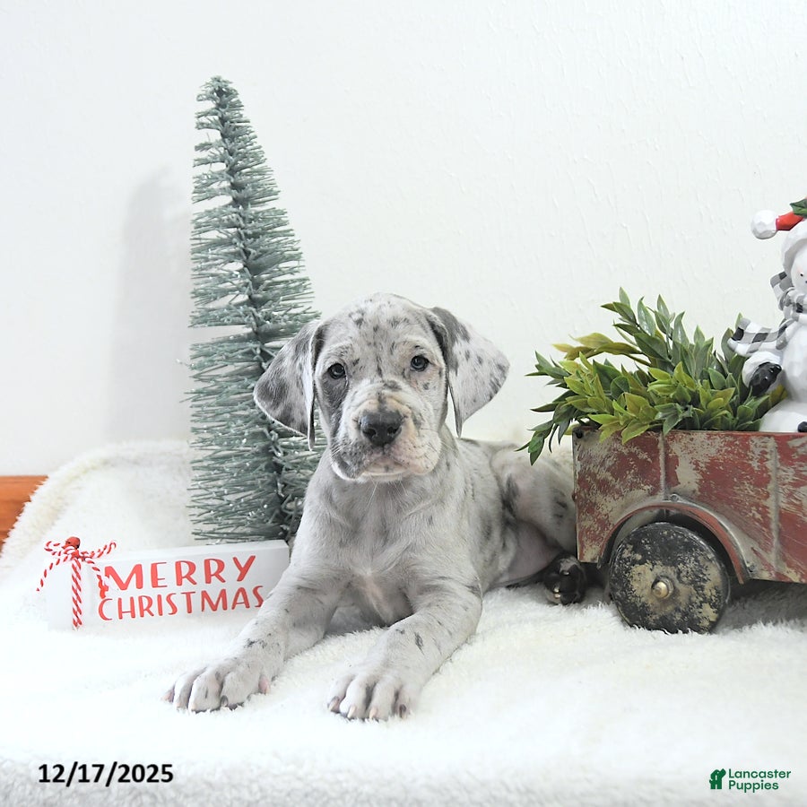 Great Dane dogs Indi  - Ad 6